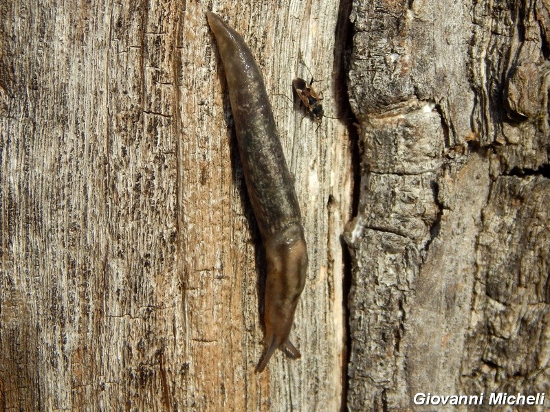 Lehmannia sp. dello Parco del Ticino